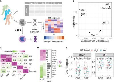 Identification of a gene network driving the attenuated response to lipopolysaccharide of monocytes from hypertensive coronary artery disease patients